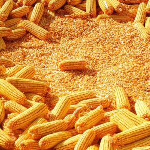 yellow-corn-maize-for-animal-feed-yellow-corn-for-poultry-feed-717